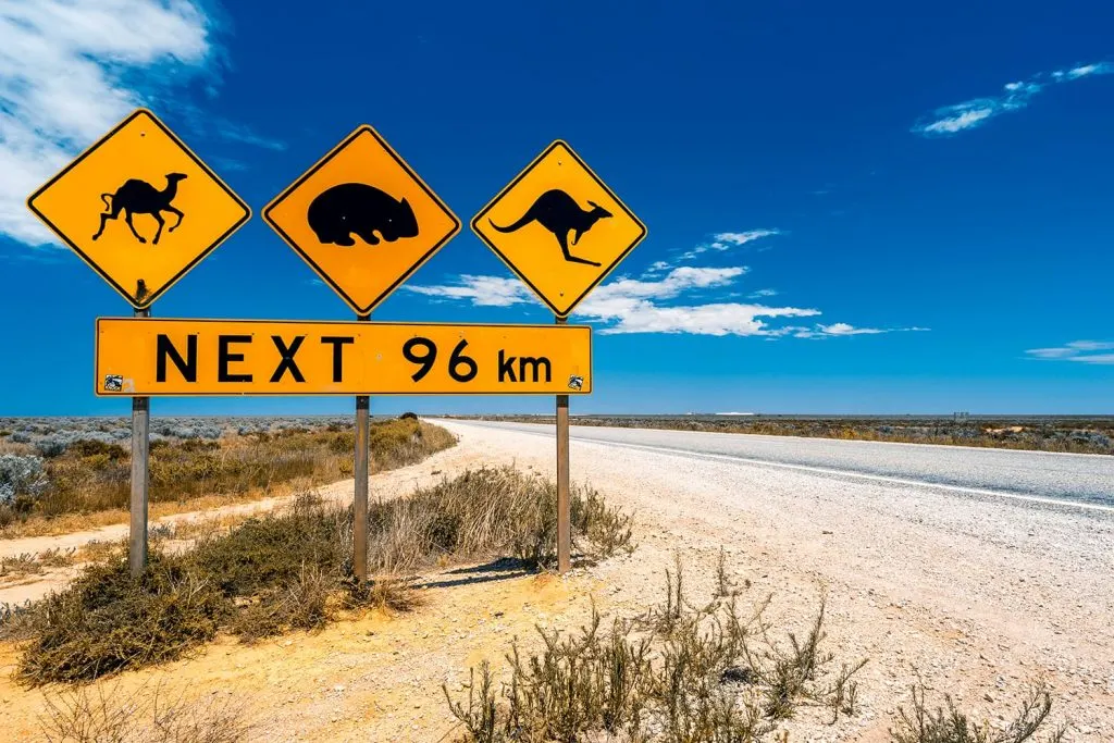 Cartelli stradali gialli con cammello, vombato e canguro lungo una strada australiana